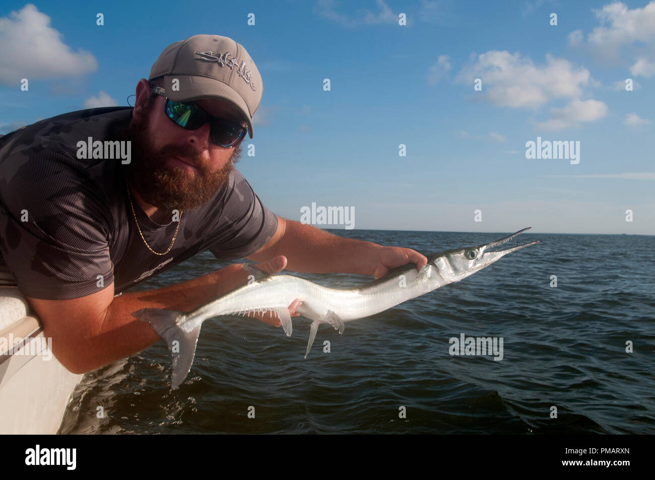 Poisson chien, également appelé ''needlefish crocodile', patrouillent dans les appartements en face de Weeki Wachee sur le Golfe. Banque D'Images