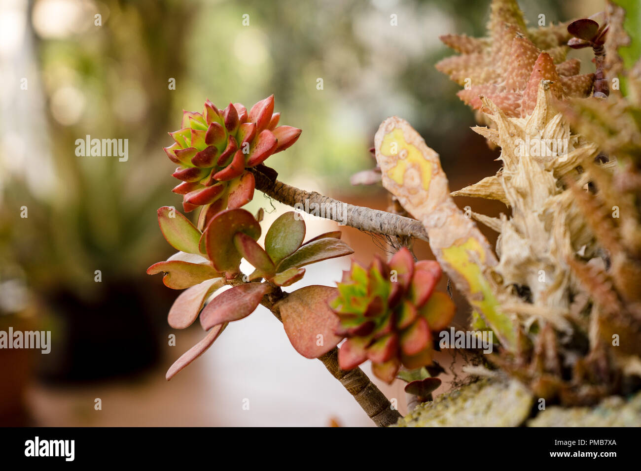 Des plantes sur le balcon Banque D'Images