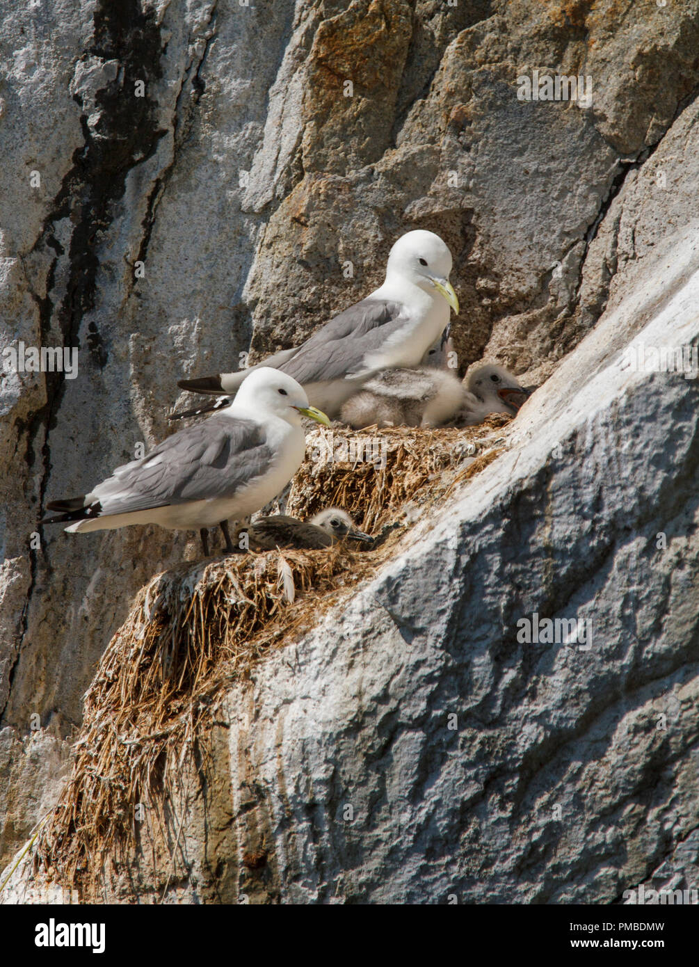 L'imbrication des Mouettes tridactyles, Kenai Fjords National Park, près de Seward, en Alaska. Banque D'Images