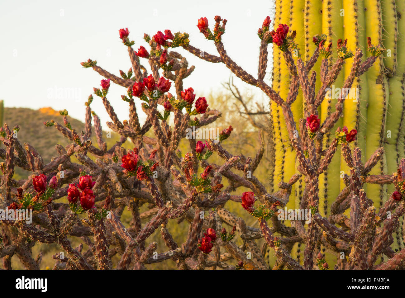 Cactus de floraison. Montagnes Tortolita, près de Tucson Marana, Arizona. Banque D'Images