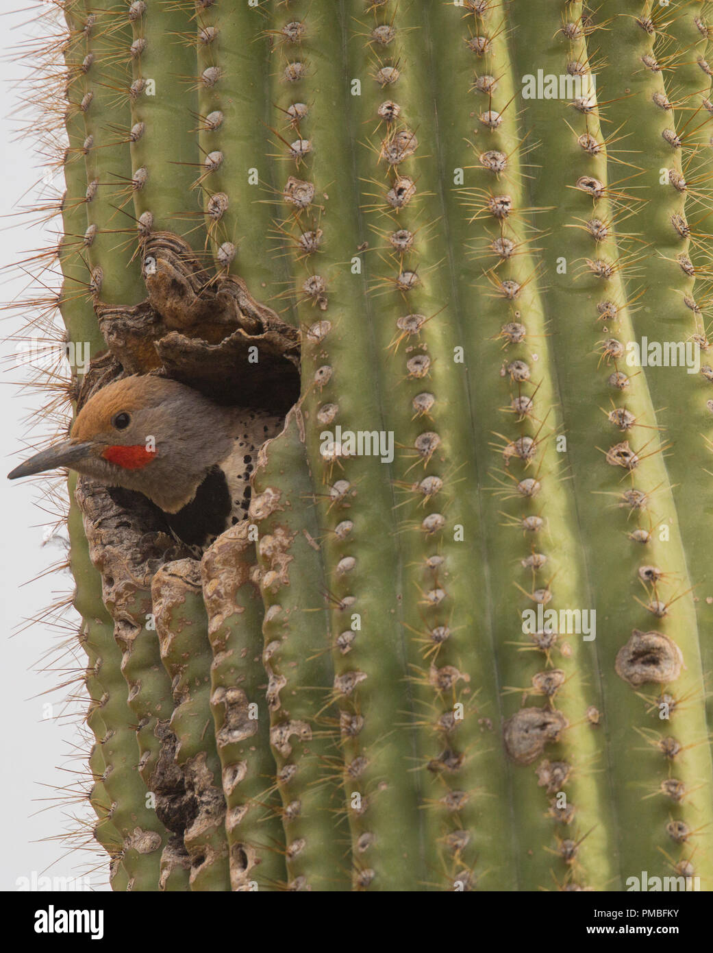 Flicker Tortolita dans les montagnes, près de Tucson, Arizona, Marana. Banque D'Images