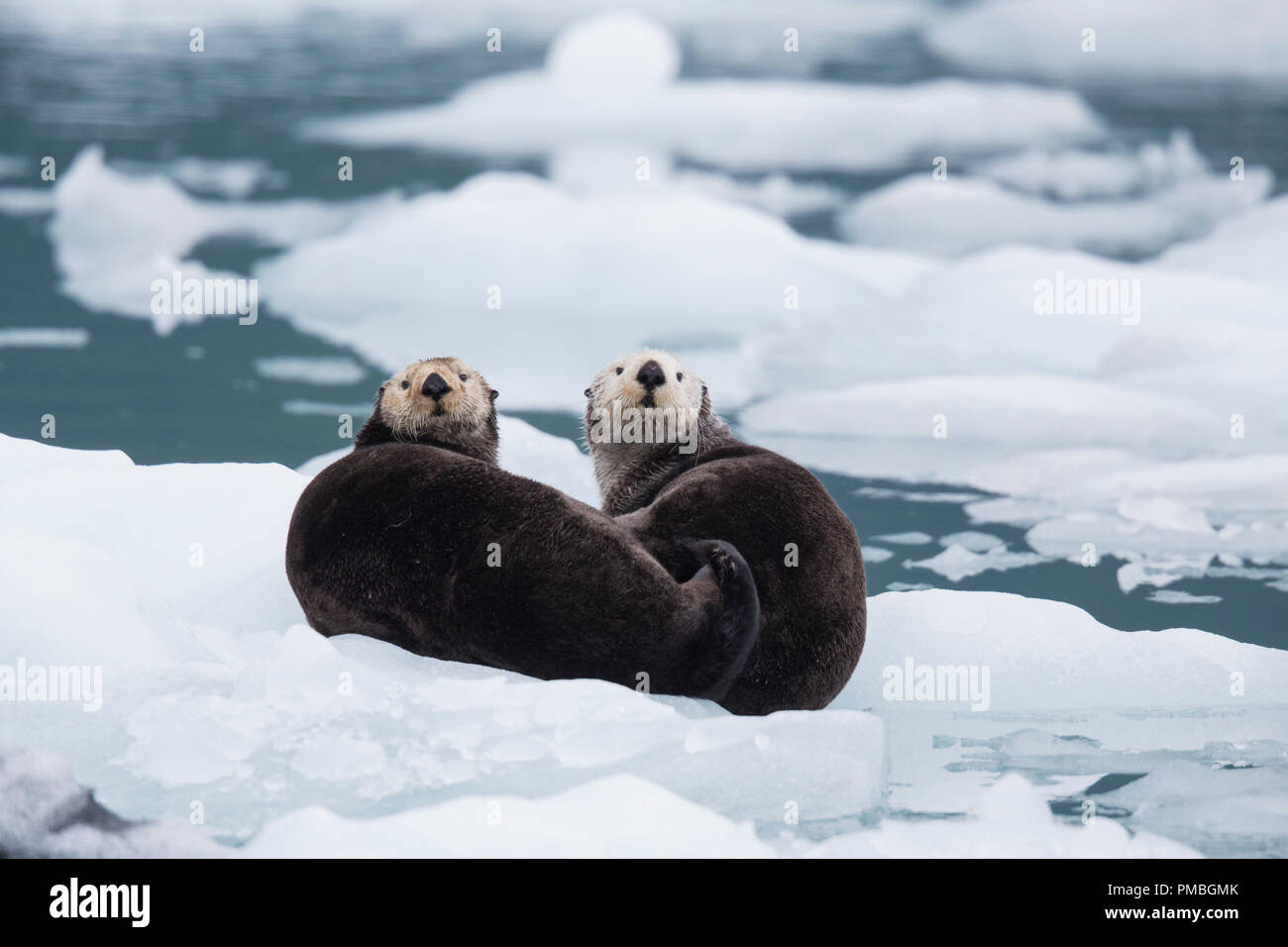 La loutre de mer, le Prince William Sound, Alaska, la Forêt Nationale de Chugach. Banque D'Images