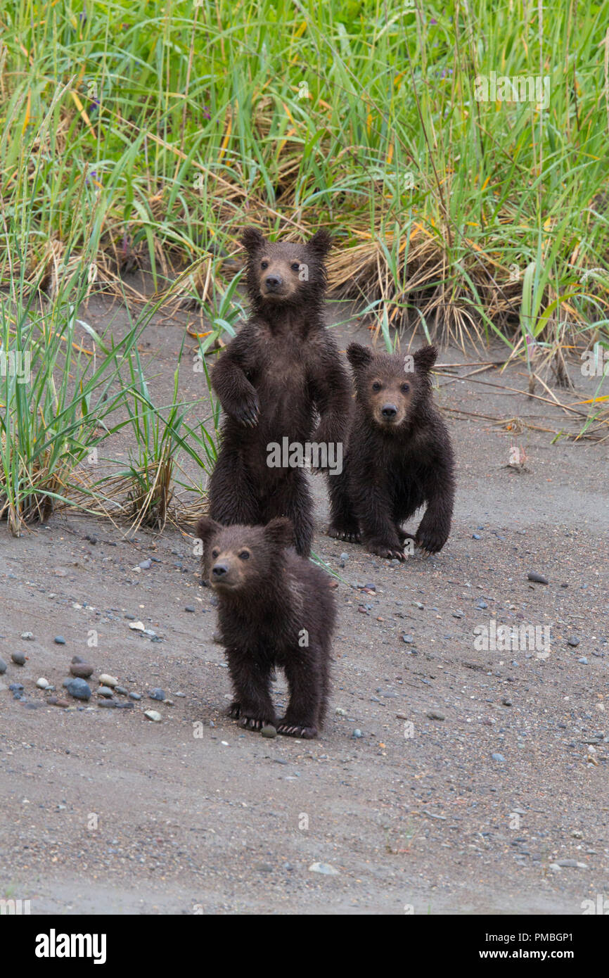 Brown / Grizzli, Lake Clark National Park, Alaska. Banque D'Images