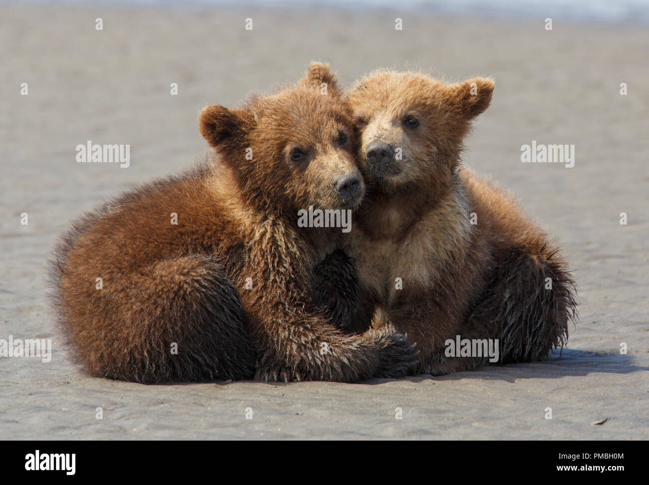 Une couleur brune ou le Grizzli, Lake Clark National Park, Alaska. Banque D'Images