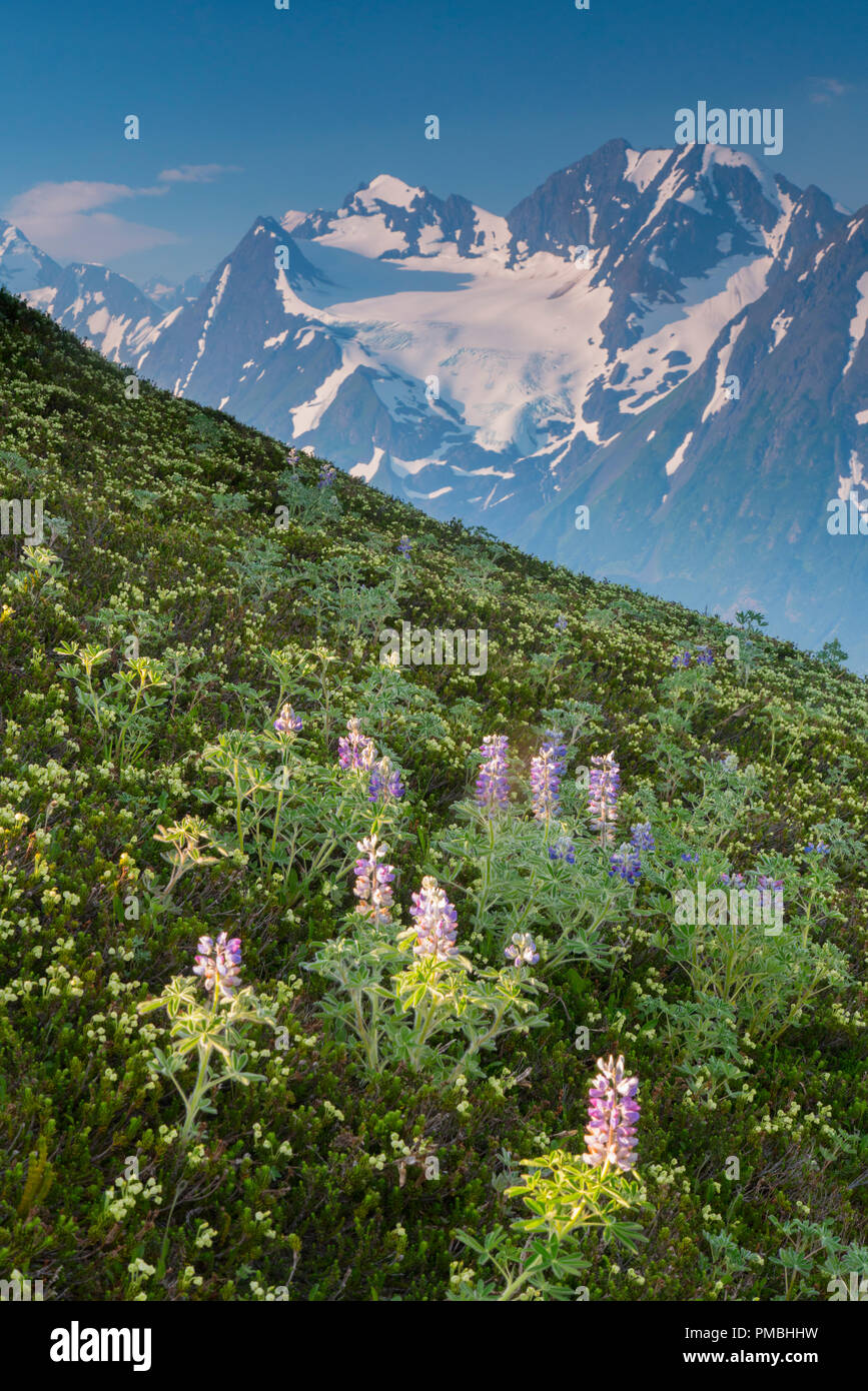 Randonnée au Glacier Spencer, banc, la Forêt Nationale de Chugach Alaska. Banque D'Images