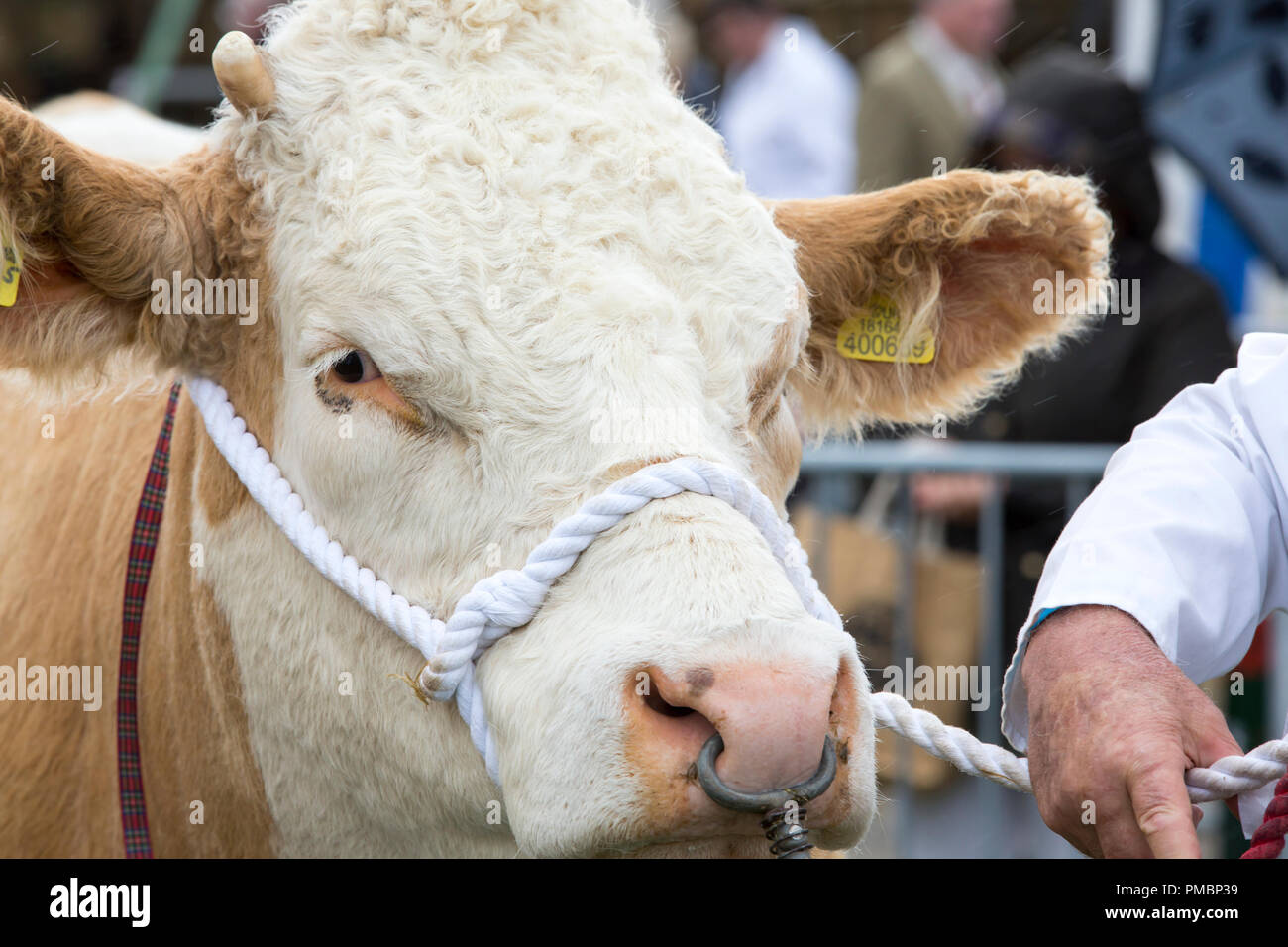 Une vache Simmental française au comté de Westmorland Show, près de Kendal, Cumbria, Royaume-Uni. Banque D'Images