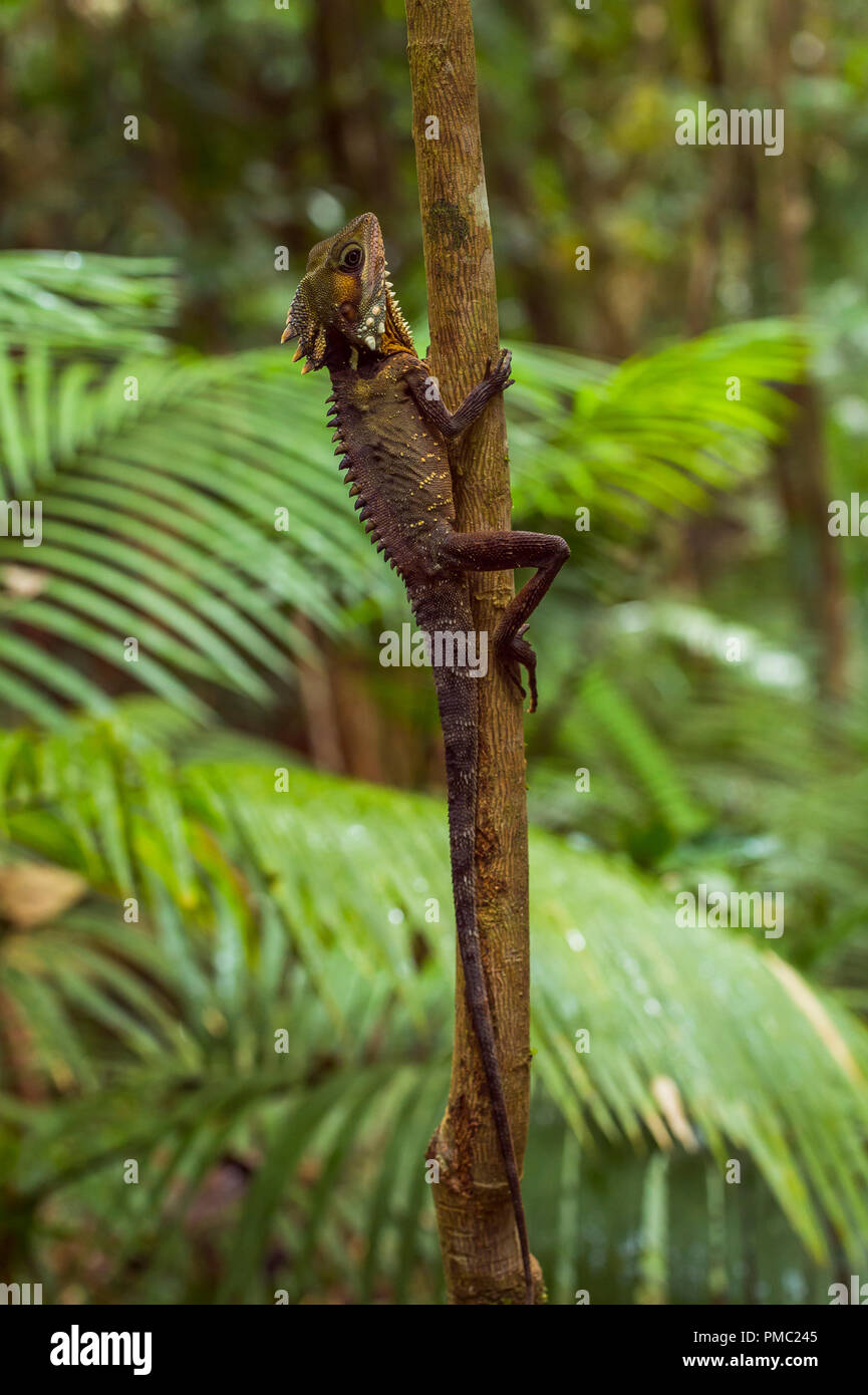 Boyd's Forest Dragon, Hypsilurus boydii, la forêt tropicale de Daintree, Cow Bay, Queensland, Australie Banque D'Images