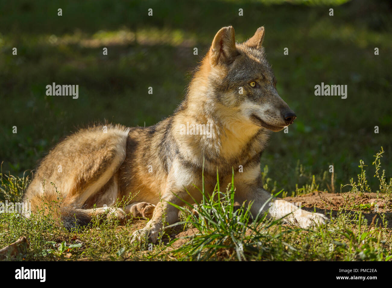 Le loup gris d'Europe, Canis lupus lupus, Allemagne Banque D'Images