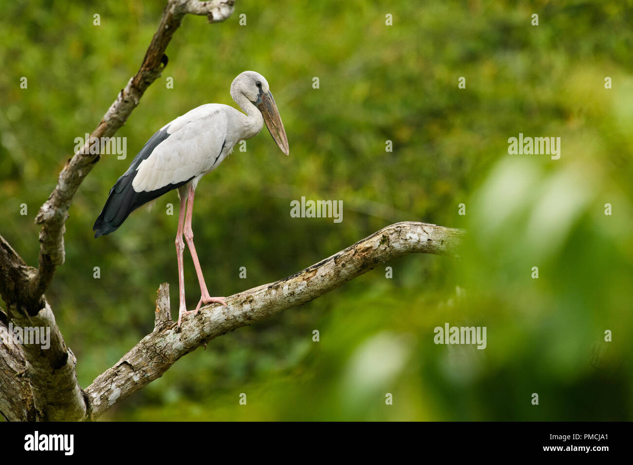 Asian Openbill Anastomus stork (oscitante) Banque D'Images