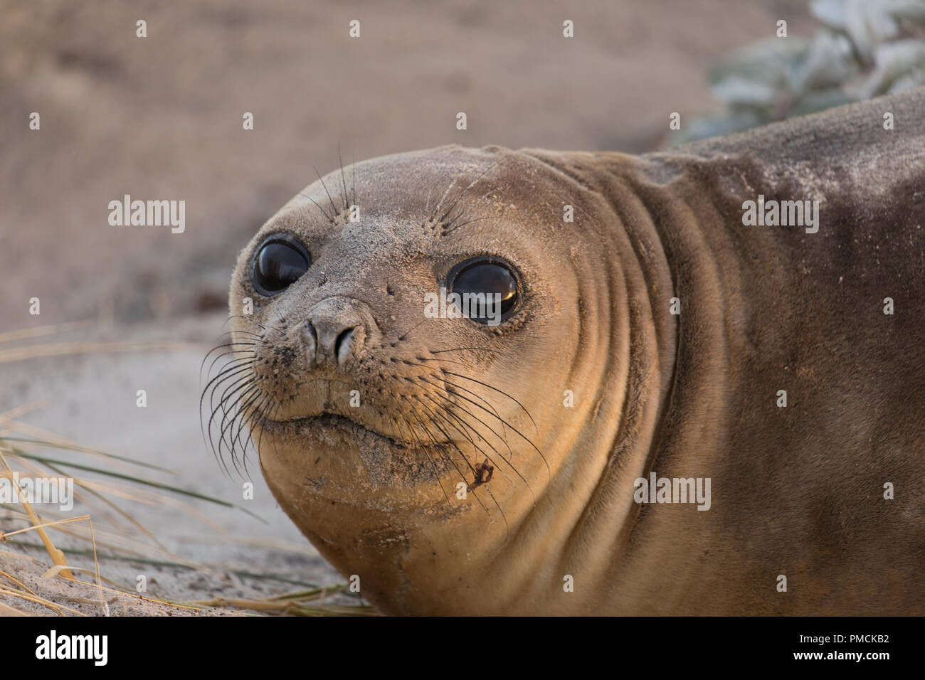 L'éléphant de mer, l'île de Sea Lion, îles Falkland. Banque D'Images