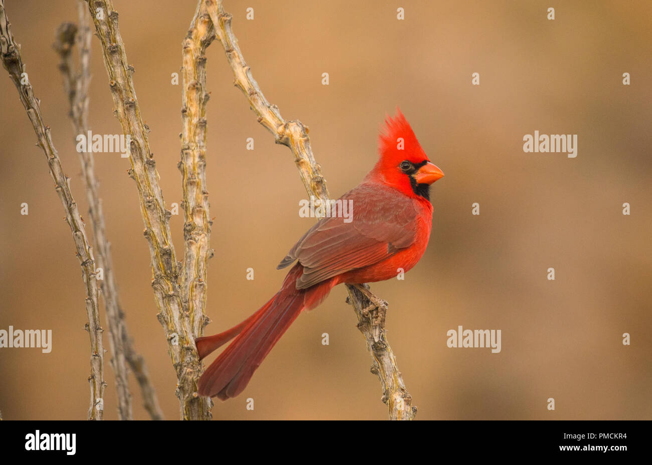 Cardinal rouge, en Arizona. Banque D'Images