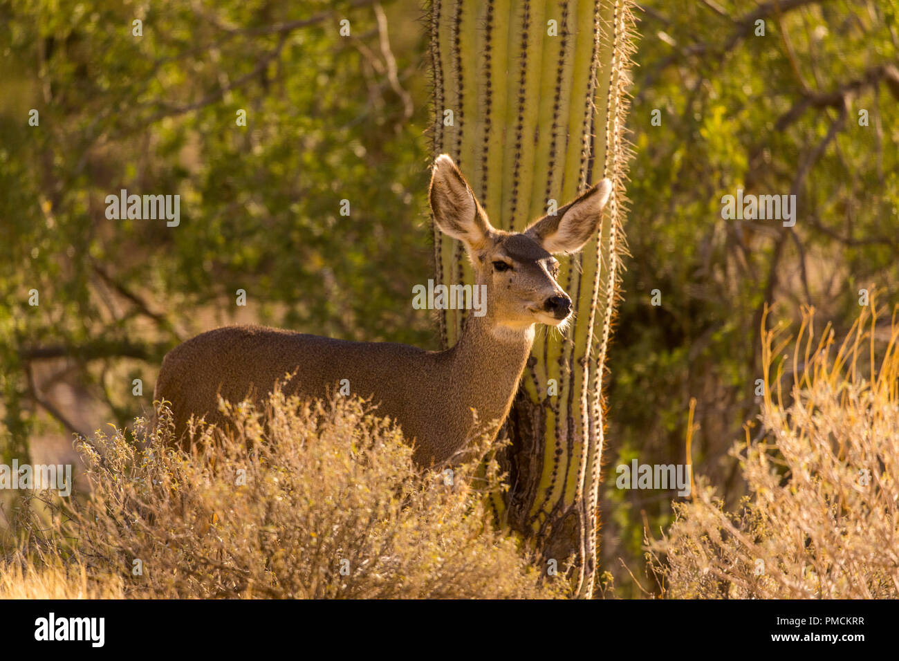Le Cerf mulet, l'Arizona. Banque D'Images