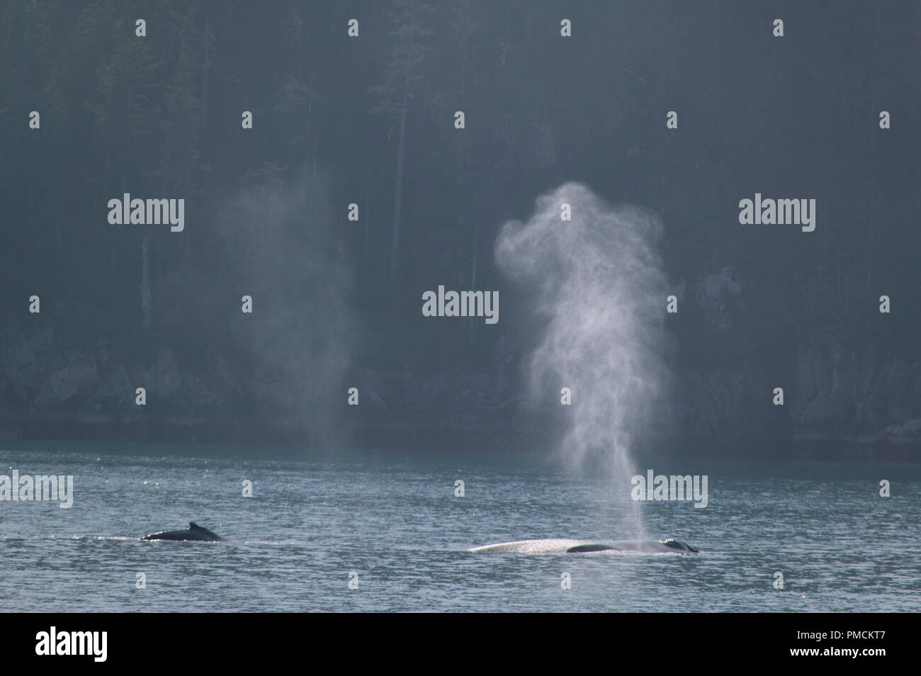 Baleine à bosse dans le brouillard, la baie Aialik, Kenai Fjords National Park, Alaska. Banque D'Images
