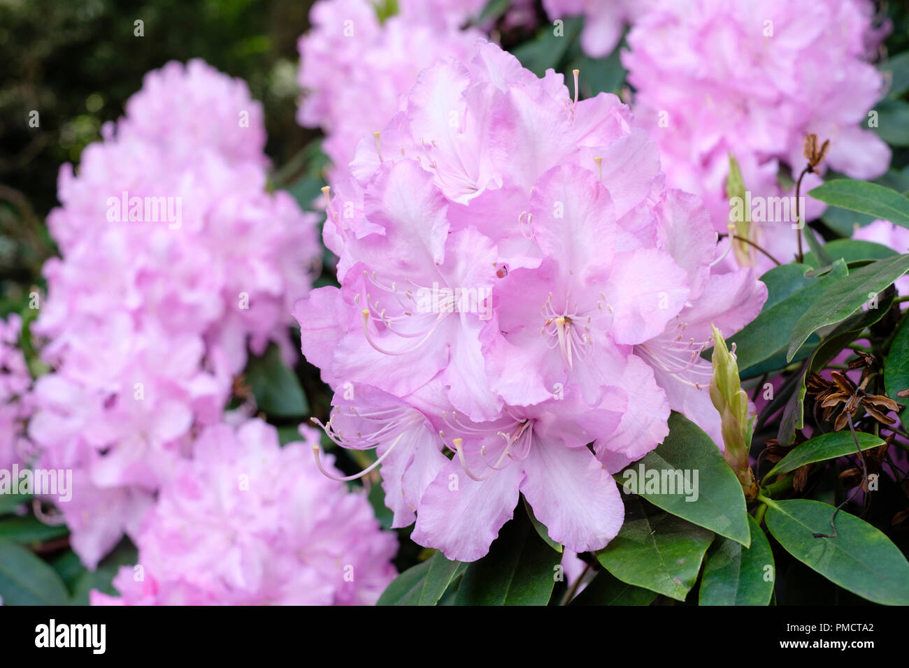 Close-up de rhododendron 'Mrs E. C. Stirling' en fleurs Banque D'Images