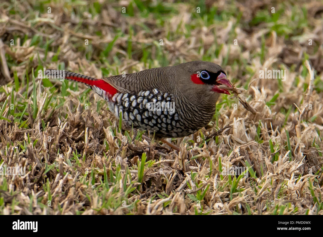 Red-eared Firetail Stagonopleura oculata, à Bridgetown, WA, Australie Banque D'Images