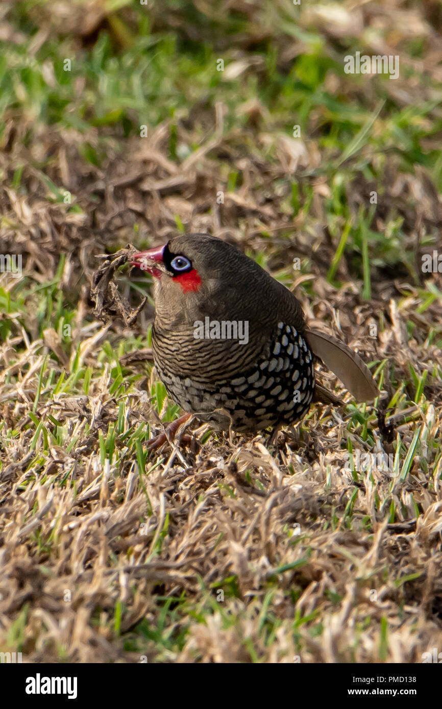 Red-eared Firetail Stagonopleura oculata, à Bridgetown, WA, Australie Banque D'Images