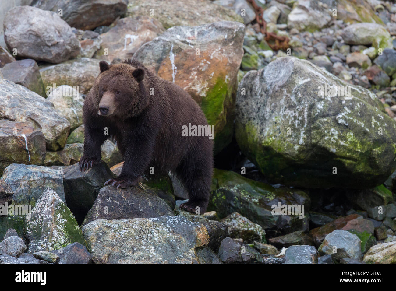L'île Baranof, ours brun, la Forêt Nationale Tongass en Alaska. Banque D'Images