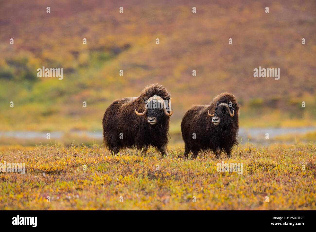 Au cours de l'automne de Muskox dans l'Alaska arctique. Banque D'Images