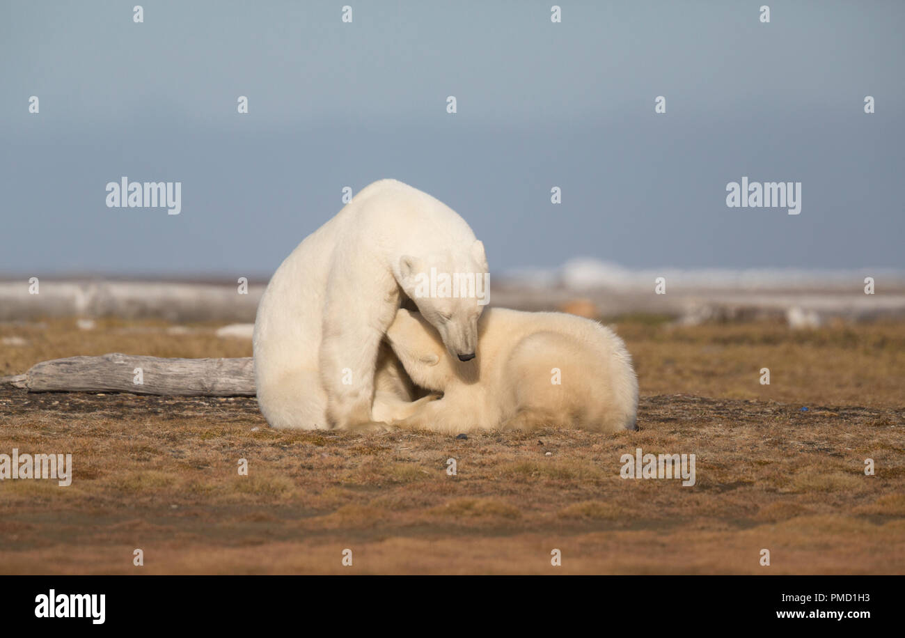 L'ours polaire (Ursus maritimus), Arctic National Wildlife Refuge, en Alaska. Banque D'Images
