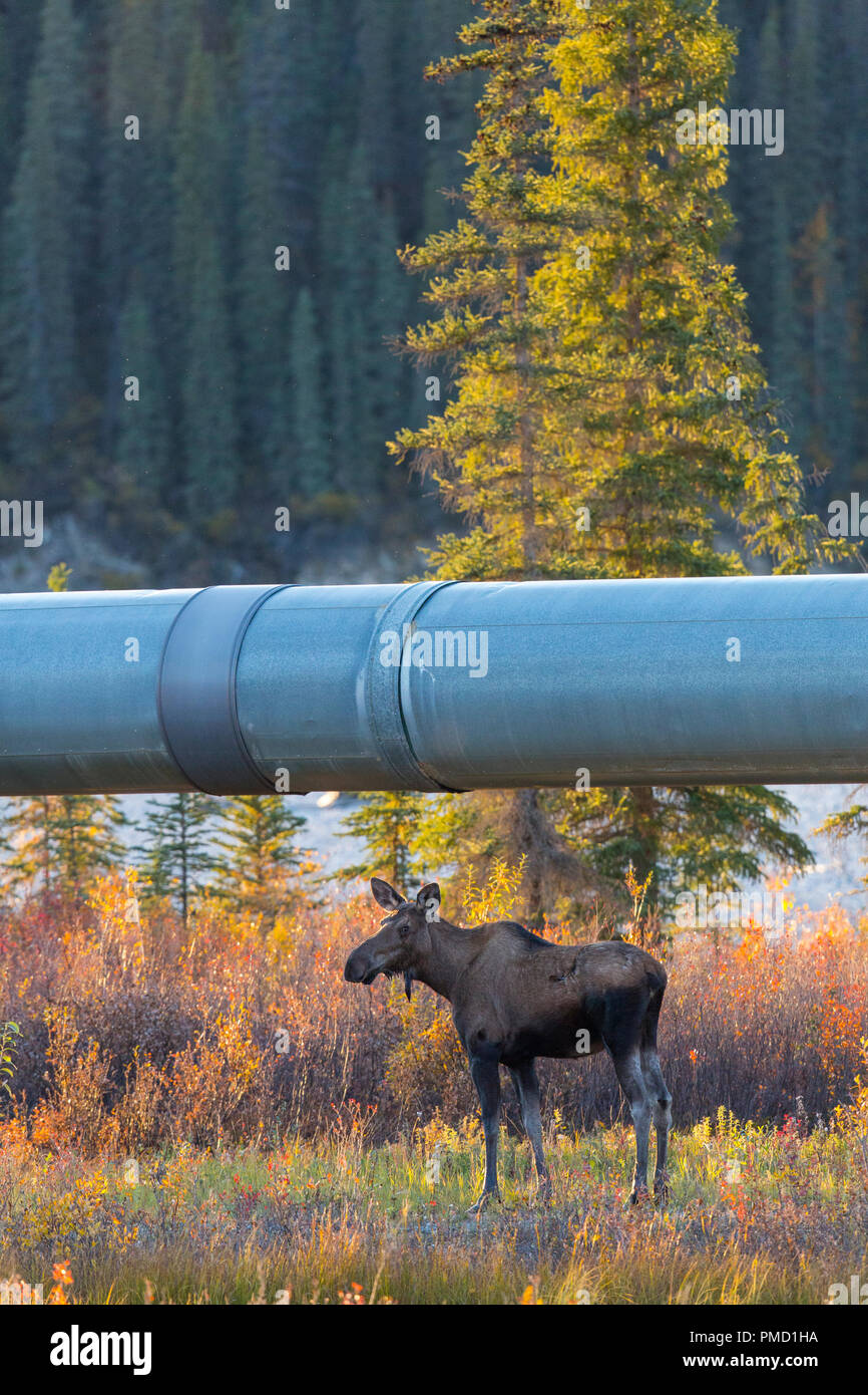 L'orignal et le Trans Alaska pipeline Alyeska, Brooks, de l'Arctique de l'Alaska. Banque D'Images