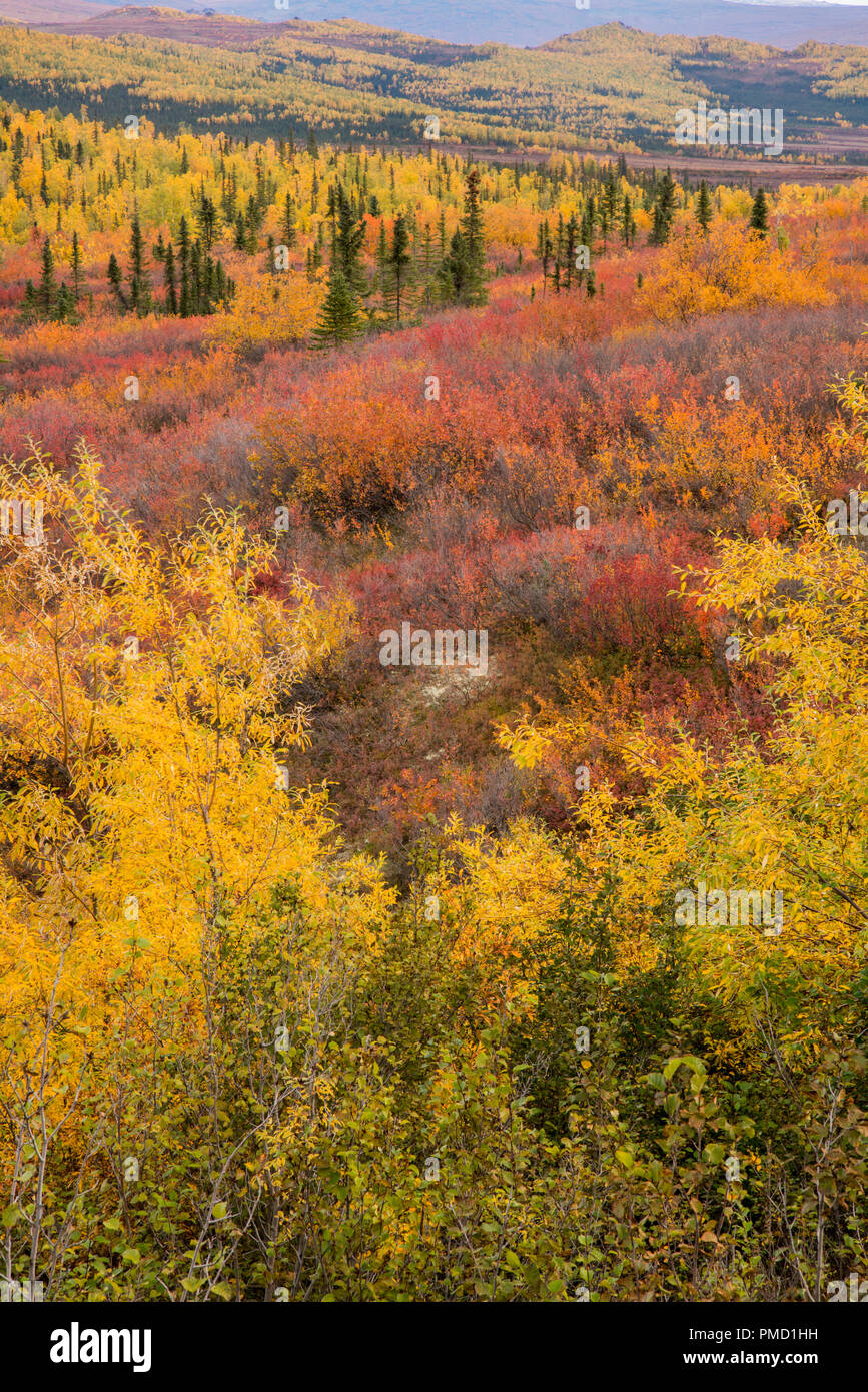 Couleurs d'automne dans la chaîne de Brooks, de l'Arctique de l'Alaska. Banque D'Images