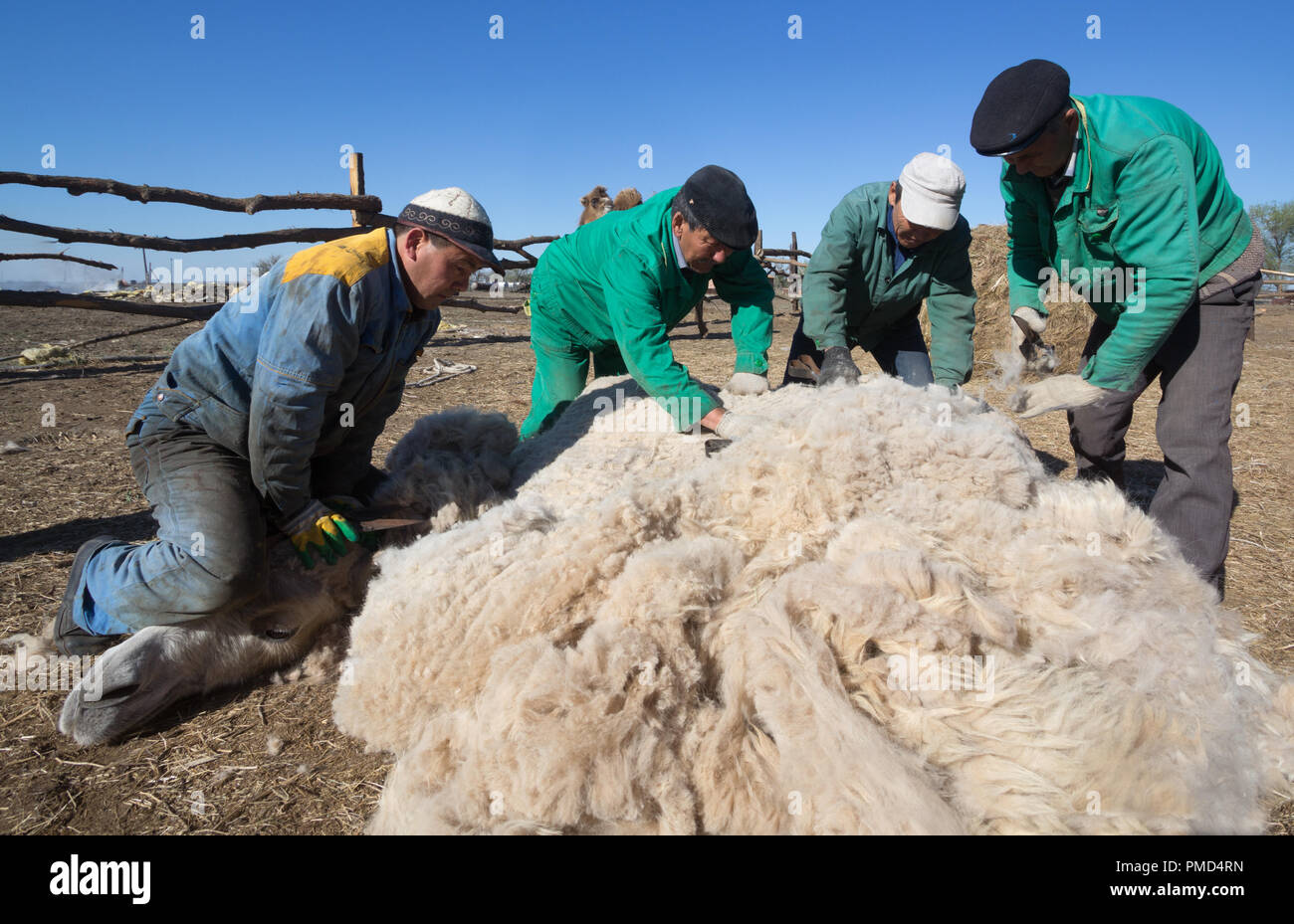 Chameau de Bactriane toison (clipping) à la ferme de chameaux "Aksarayskiy", région d'Astrakhan, Russie Banque D'Images