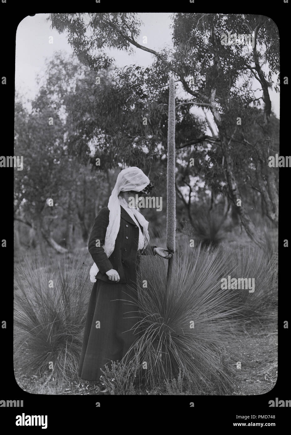Amy et Xanthorrhoea. Date/période : 1900 - 1901. L'image. Photo Photo. Auteur : James Archibald Campbell. Banque D'Images
