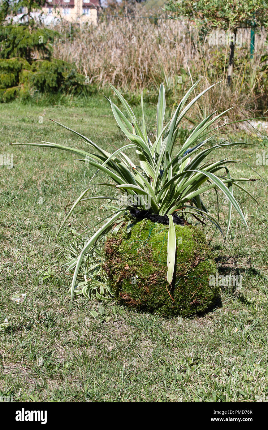 Kokedama : très populaires styles de plantation ; chlorophytum comme kokedama. L'usine est mis dans la balle. Banque D'Images