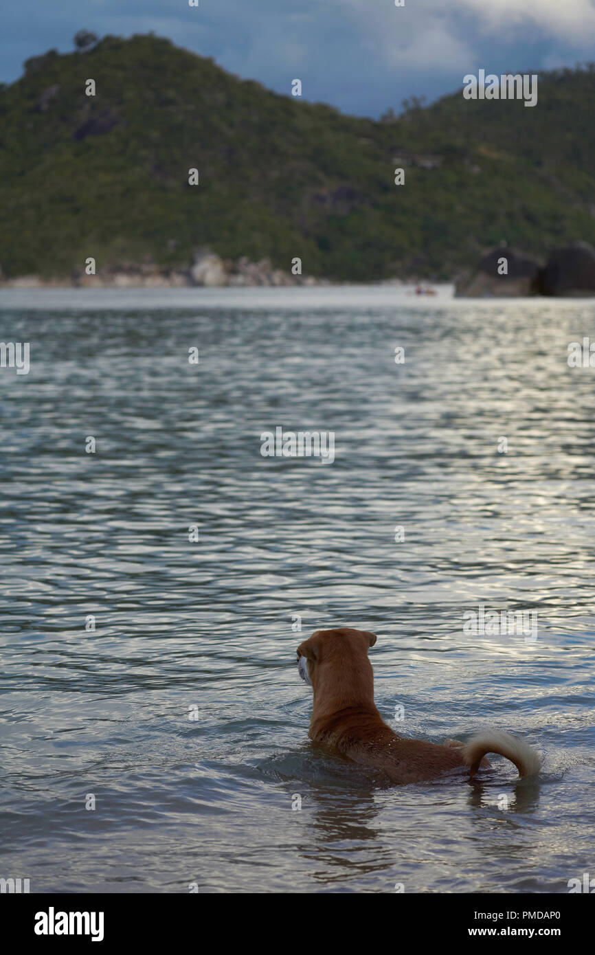 Chien en tenant une soirée baignoire sur l'île de Koh Phangan en Thaïlande Banque D'Images