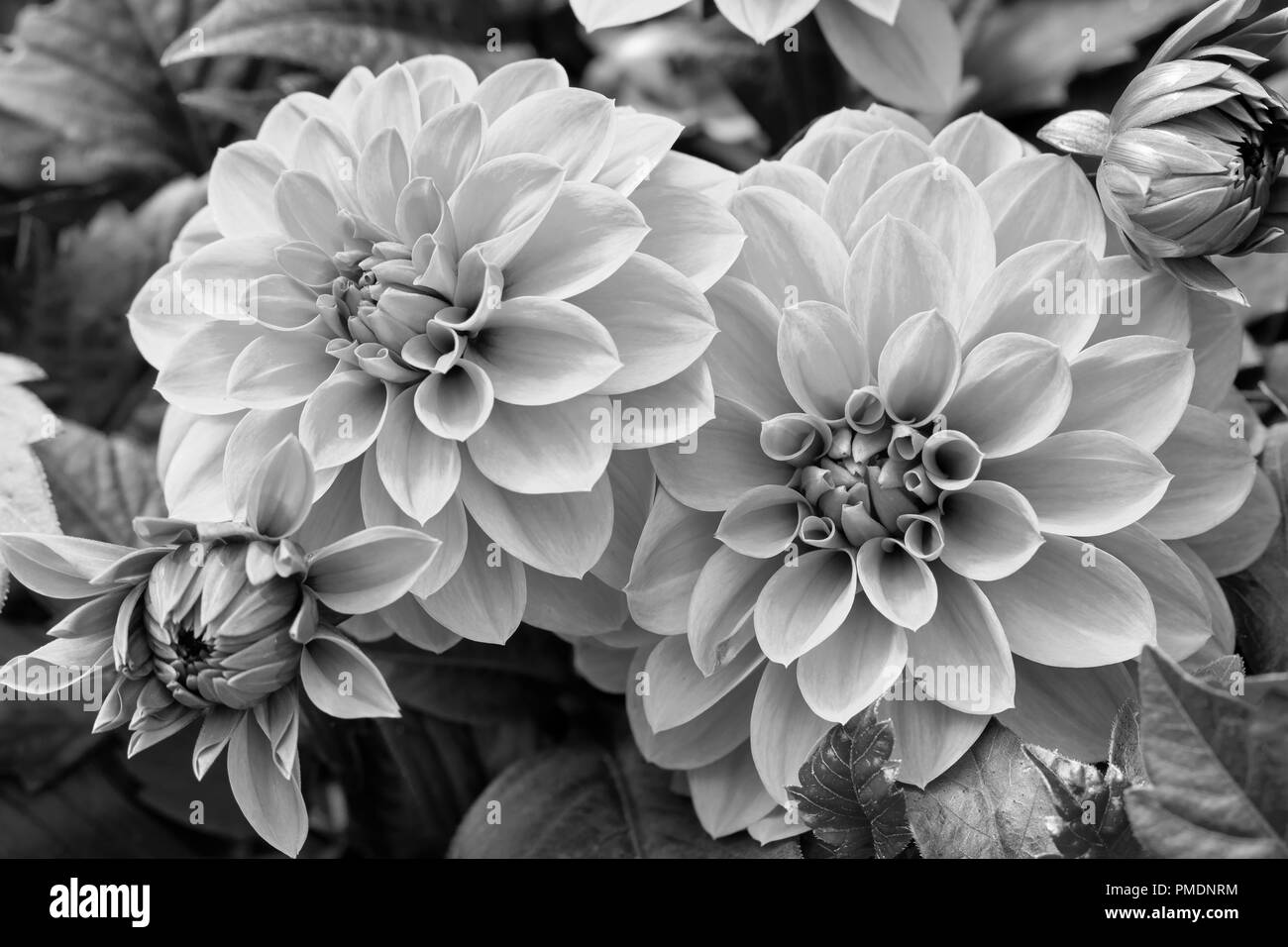 Belle floraison de fleurs fraîches dahlia violet dans le jardin (noir et blanc) Banque D'Images