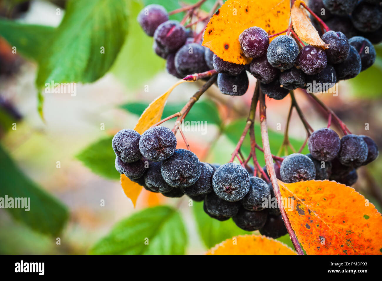Aronia branches bush macro photo avec de petits fruits noirs ou chokeberries. Il cultivées comme plantes ornementales et que les produits alimentaires. La sour les baies peuvent être Banque D'Images