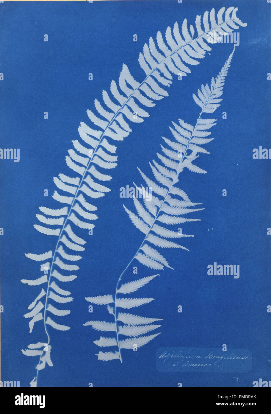 Asplenium Braziliense, S. L'Amérique. Date/période : 1854. Photographie. Cyanotype Cyanotype. Hauteur : 34,60 mm (1,36 in) ; largeur : 24,50 mm (0,96 in). Auteur : Anna Atkins. Banque D'Images