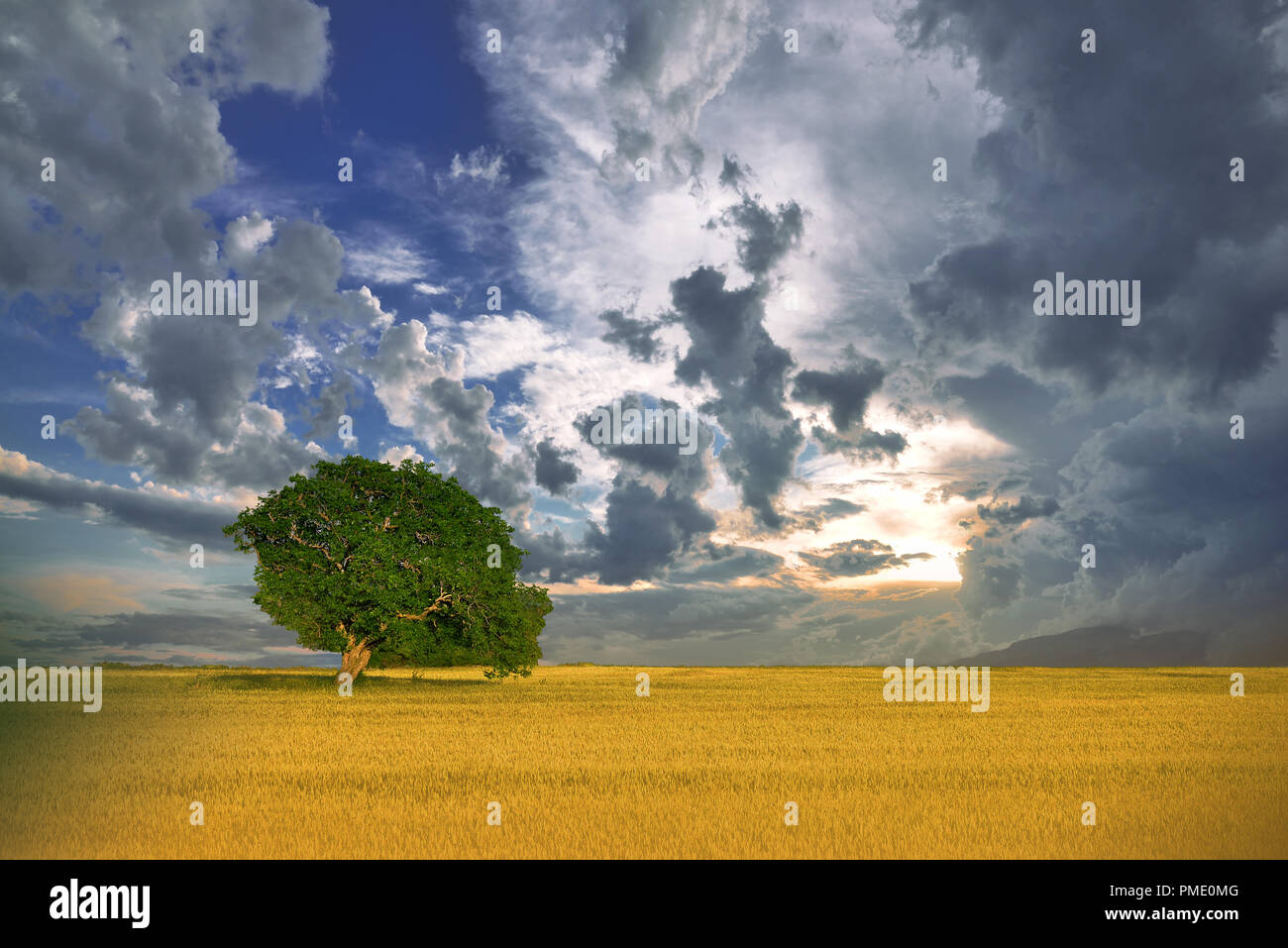 Incroyablement belle nature.Art photography.dessin de fantaisie.Creative Background.Magnifique paysage coloré.Lonely tree.Relax.Un arbre et l'herbe parfaite Banque D'Images