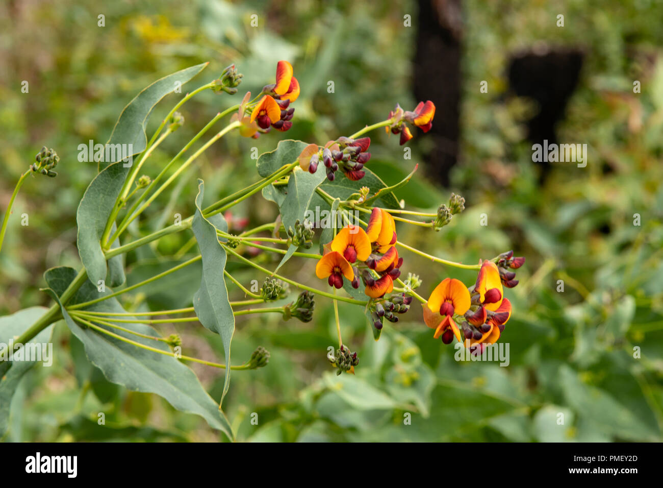 Chorizema cordatum, coeur feuilles de pois de flamme Banque D'Images