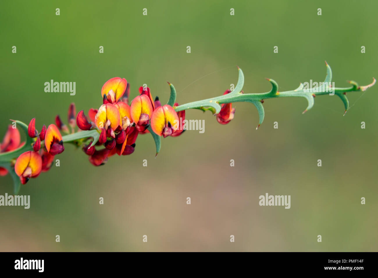 Daviesia flexùosa Banque D'Images