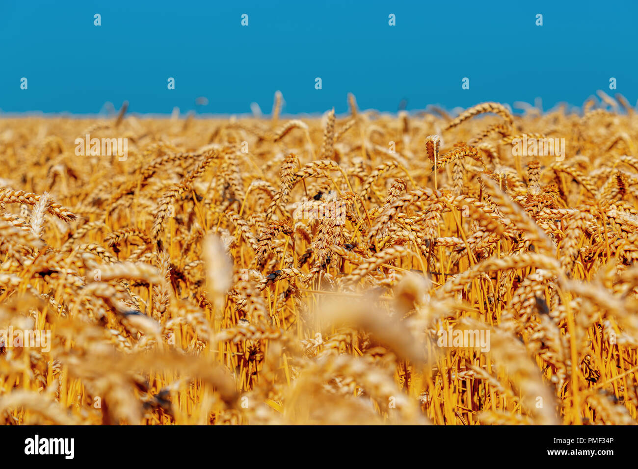 L'or des épis de blé contre le ciel bleu et nuages Soft focus, libre, de l'agriculture contexte. Banque D'Images
