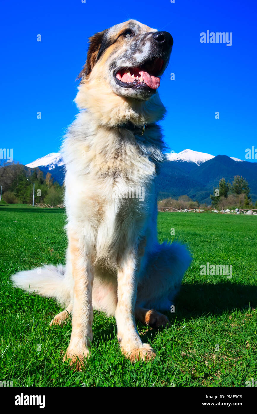 Blanc Brun Et Noir Chien De Grande Race Sticking Out Tongue
