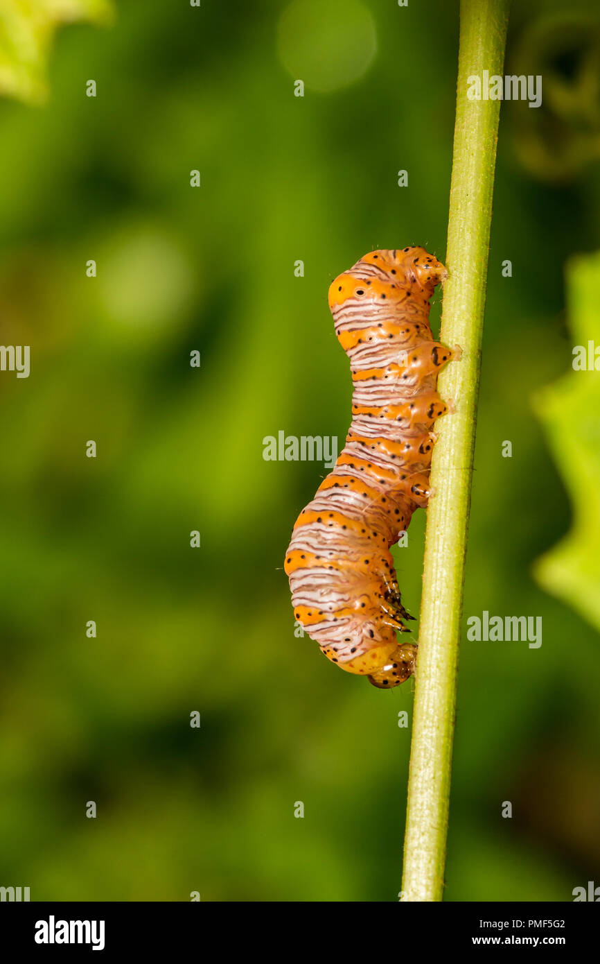 Beau bois nymphe (Eudryas grata) Banque D'Images