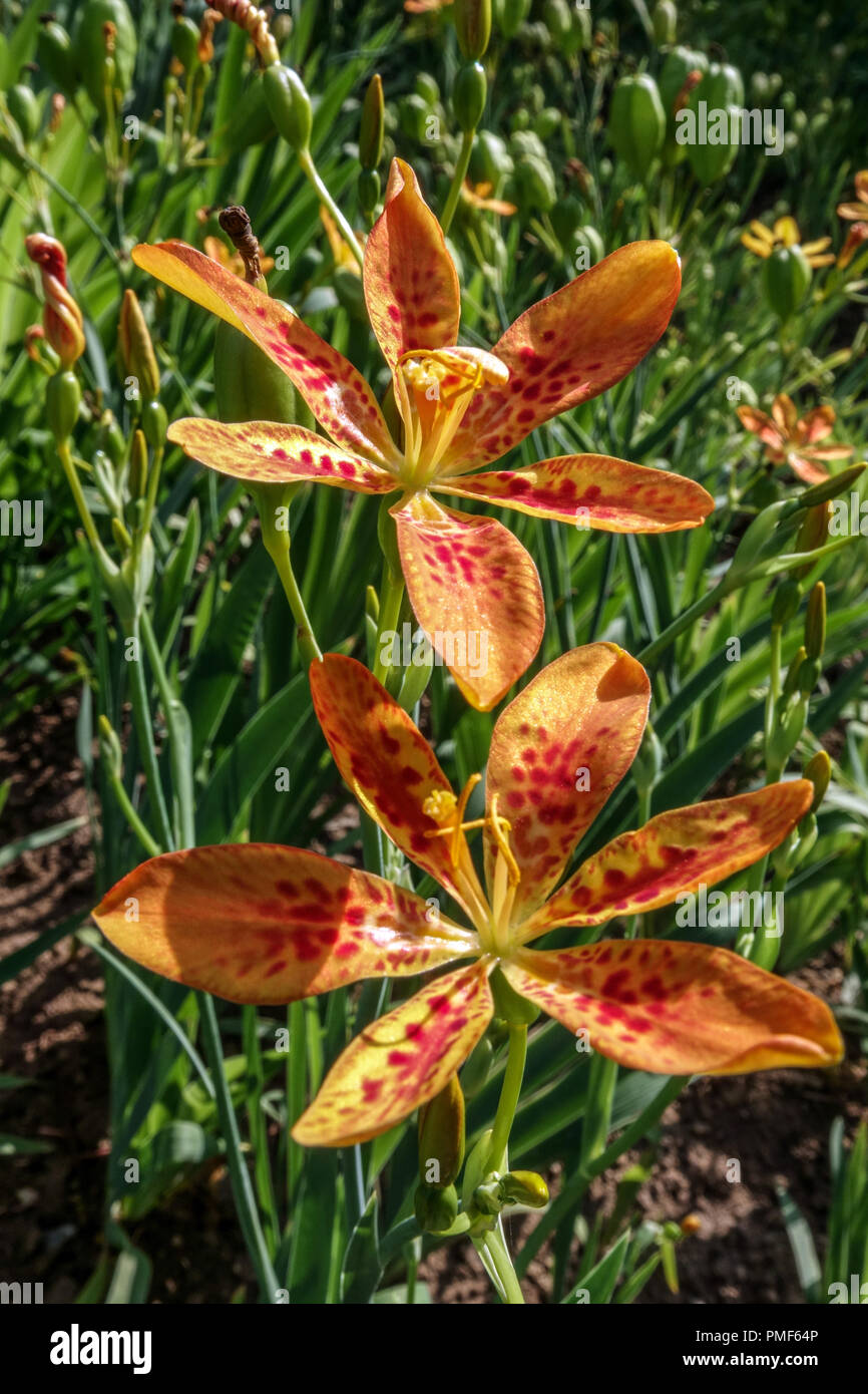 Belamcanda chinensis ou Iris domestica connu sous le nom de leopard lily, Lily, blackberry et fleur léopard Banque D'Images