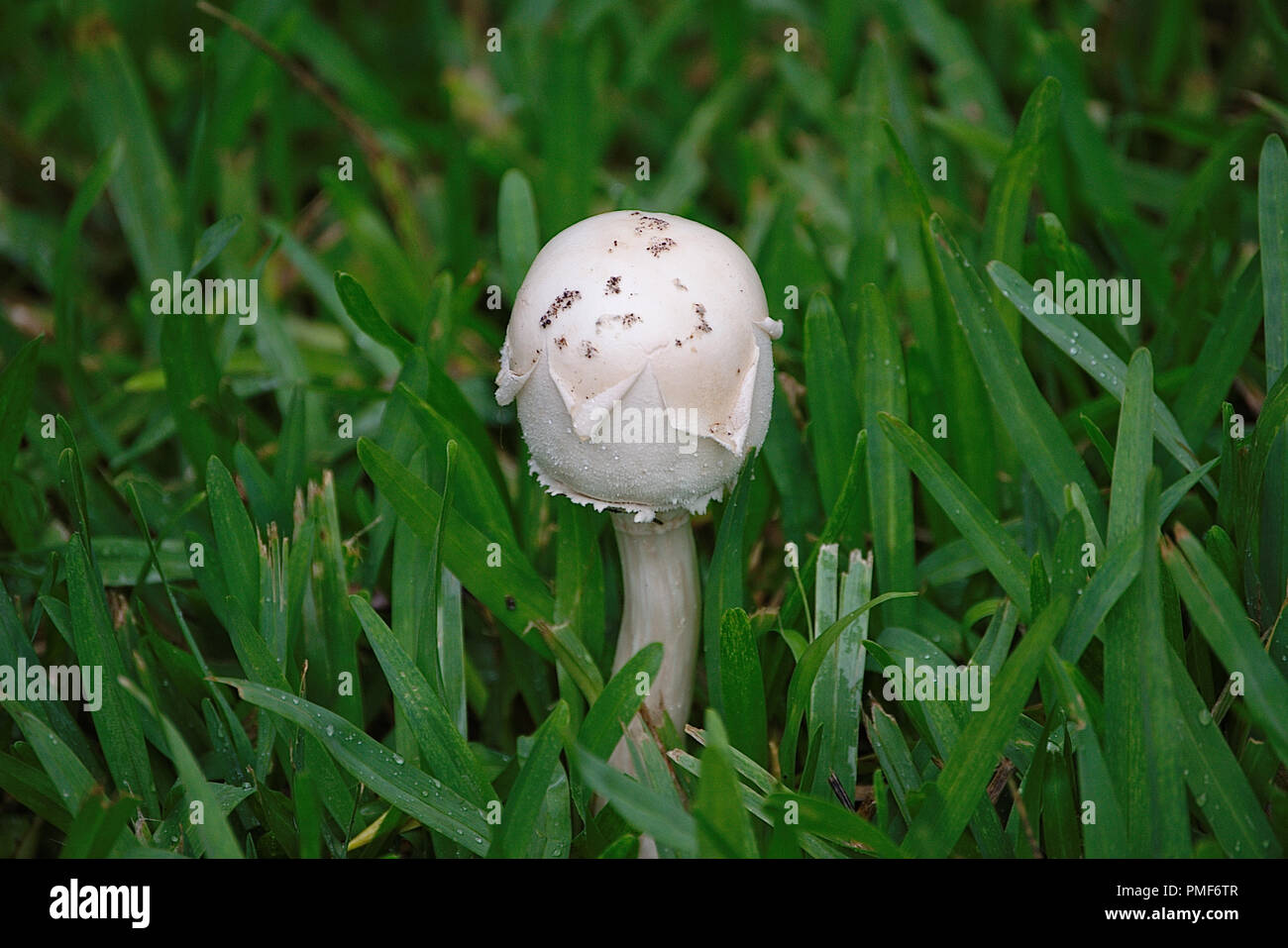 Champignons sauvages poussant dans la cour après de fortes pluies Banque D'Images