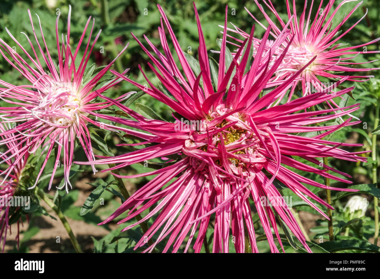 China Aster Callistephus chinensis aiguille Banque D'Images