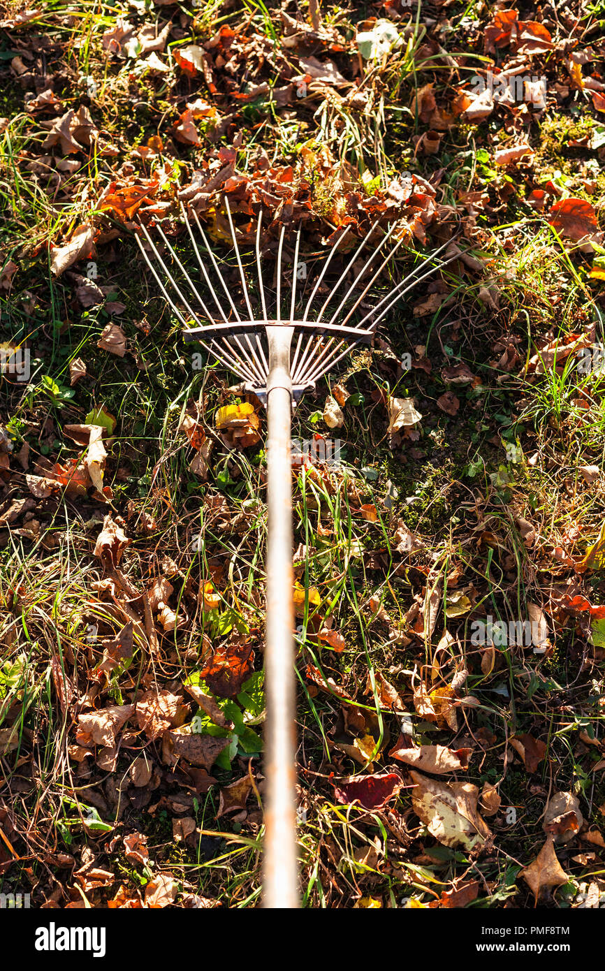 Dépose les feuilles tombées allumé par sun sur cour avec râteau de jardin en automne soir Banque D'Images