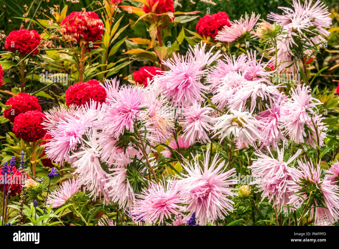 Septembre bordure de jardin, mélanger la Celosie rouge et la Chine rose Aster Callistephus chinensis ' Irma ' Asters Banque D'Images