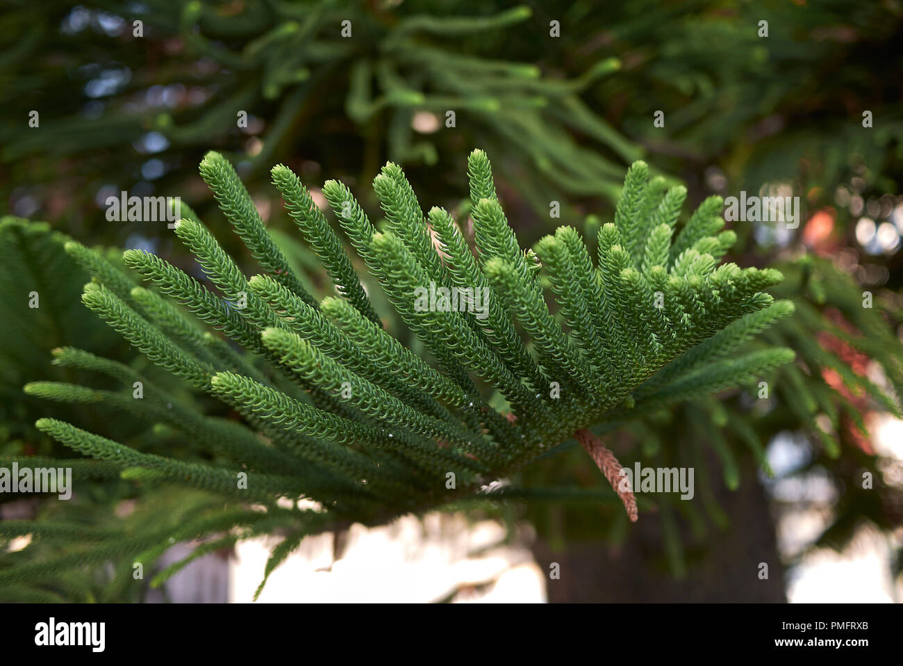 Araucaria heterophylla Banque D'Images