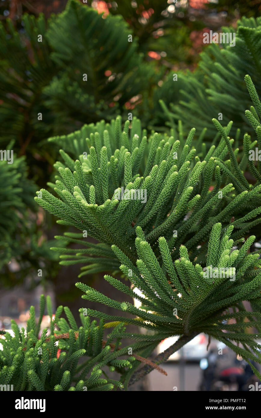 Araucaria heterophylla Banque D'Images