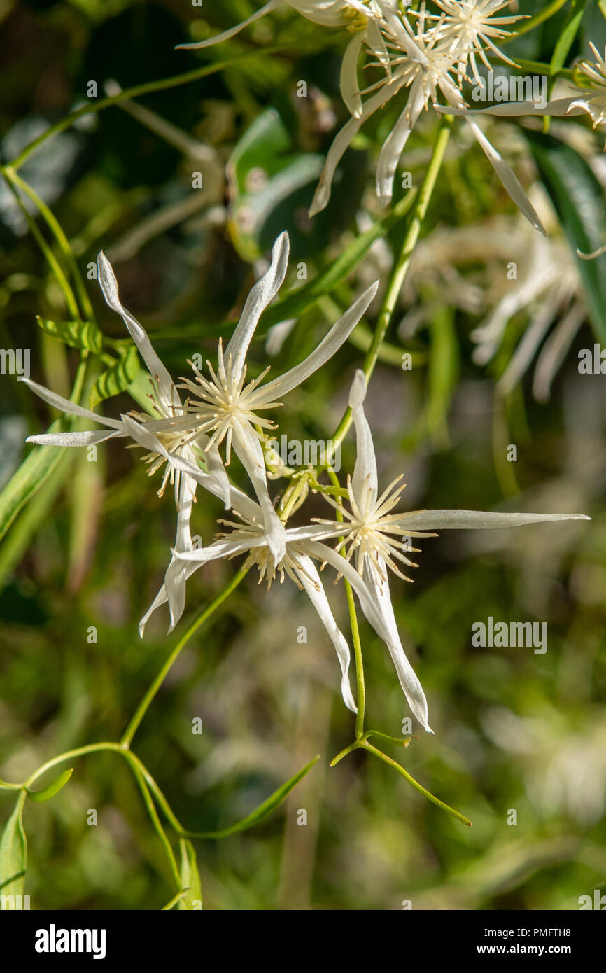 Clematis microphylla, à feuilles petites Clematis Banque D'Images