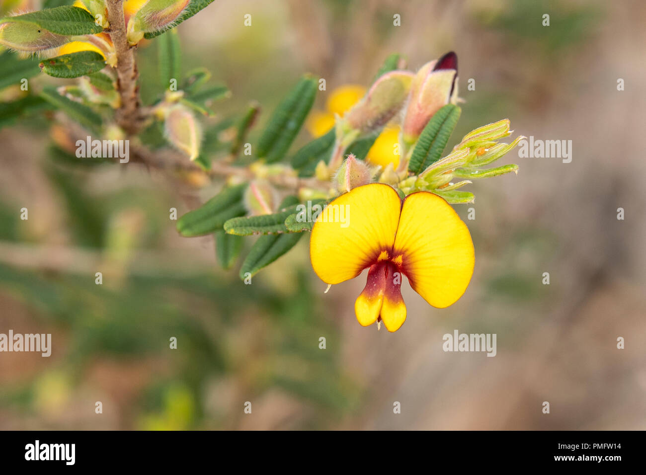 Bossiaea eriocarpa, pois brun commun Banque D'Images