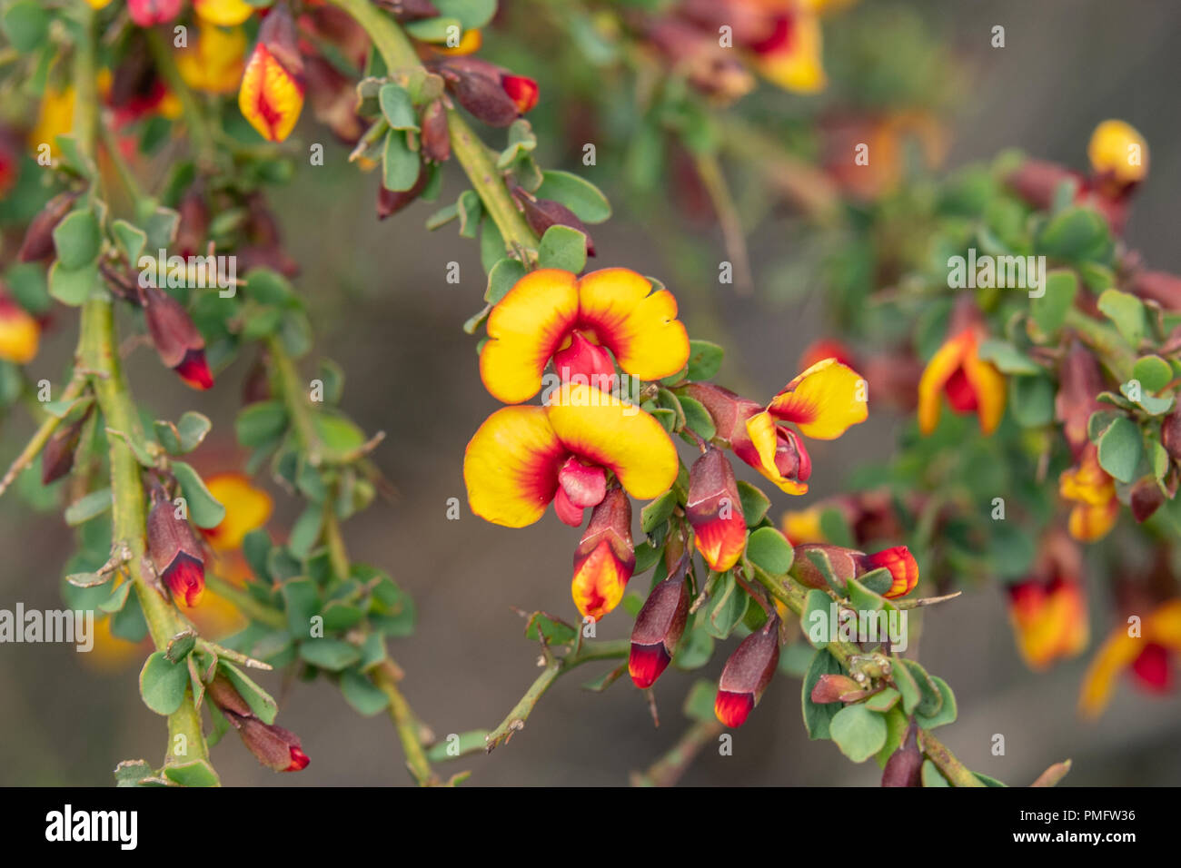 Bossiaea Bossiaea cordigera, nerveux Banque D'Images
