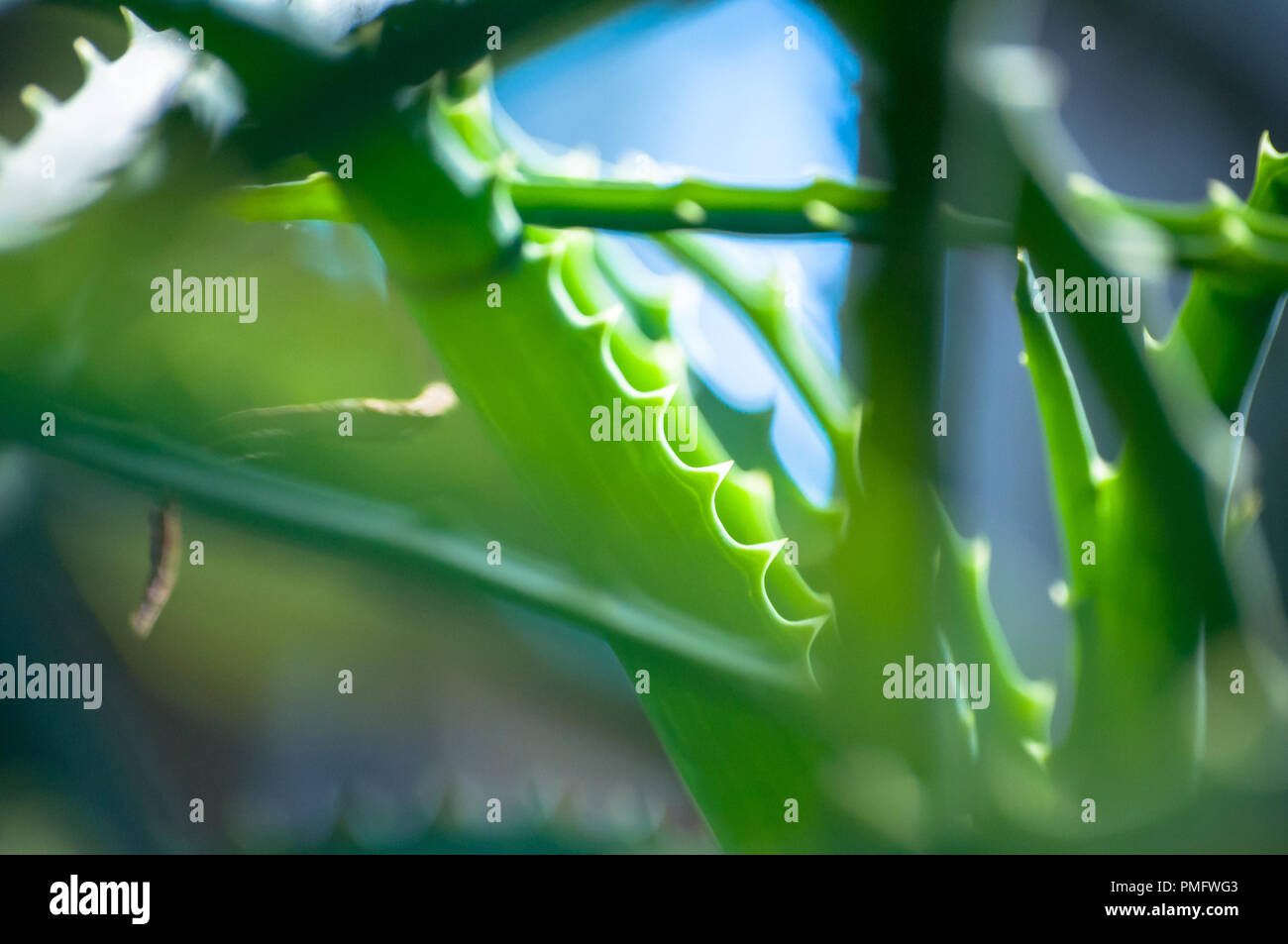 Close-up of aloe vera plant Banque D'Images