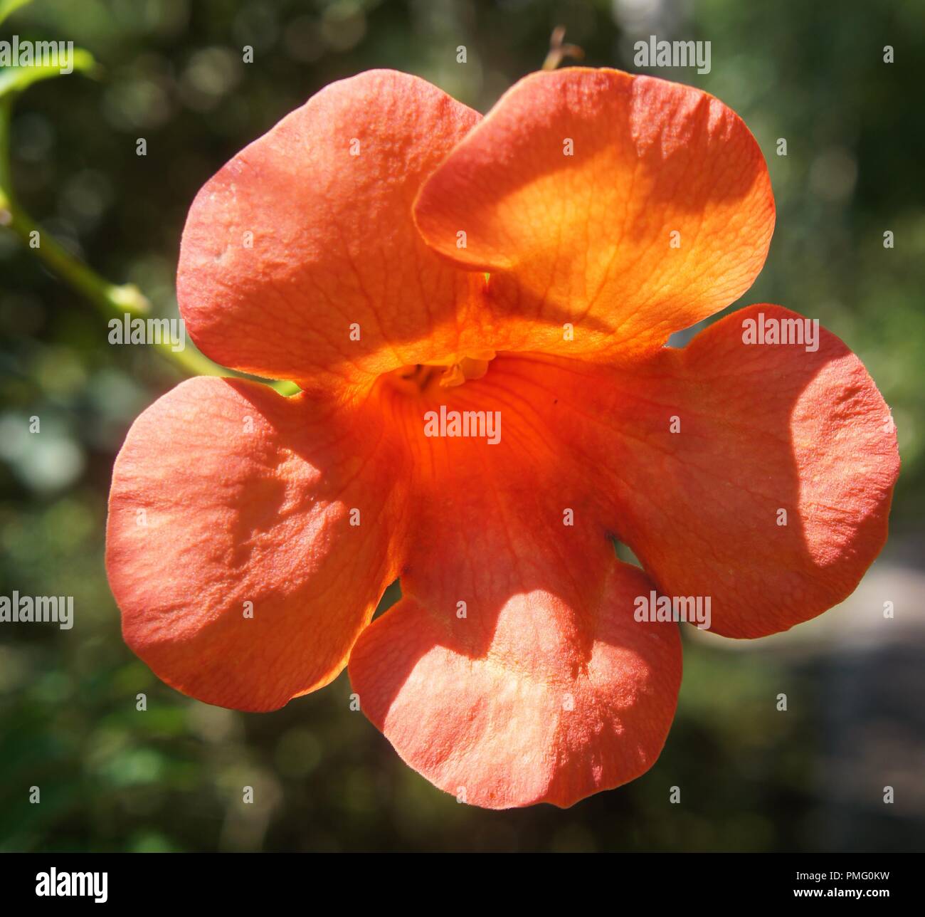 Fleur orange de bignonne trompette de Virginie, jasmin de Virginie, jasmin- trompette, trompette de Jéricho, campsis radicans, trompette fleur orange  vine Photo Stock - Alamy